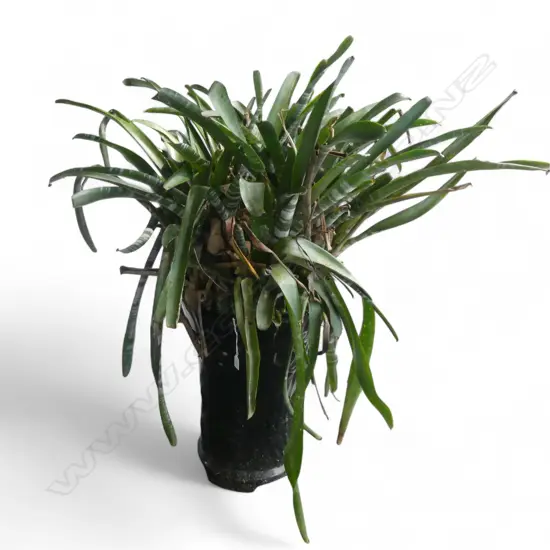 BROMELIAD PLANT H.120mm in tall black glazed & patterend pot
