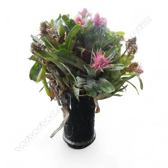 BROMELIAD PLANT H.1100mm in tall black glazed & patterend pot (top faulted)
