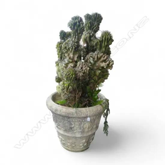 PERUVIAN APPLE CACTUS PLANT H.1500mm in large concrete classical planter