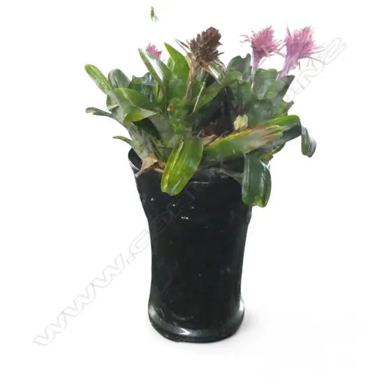 RED/PINK FLOWERING BROMELIAD H.900mm in tall black glazed & patterend pot