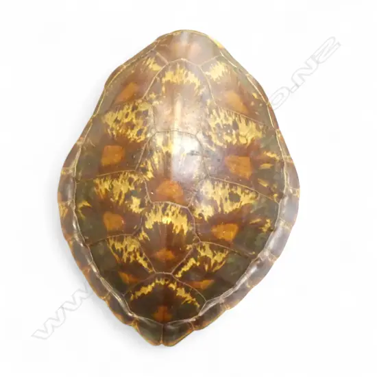 TURTLE SHELL L.515mm