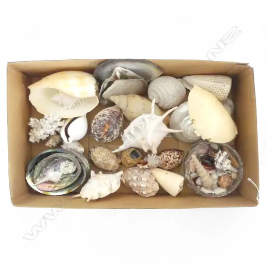 NATURAL WORLD SEASHELL COLLECTION 30PLUS PCS LARGEST 140MM