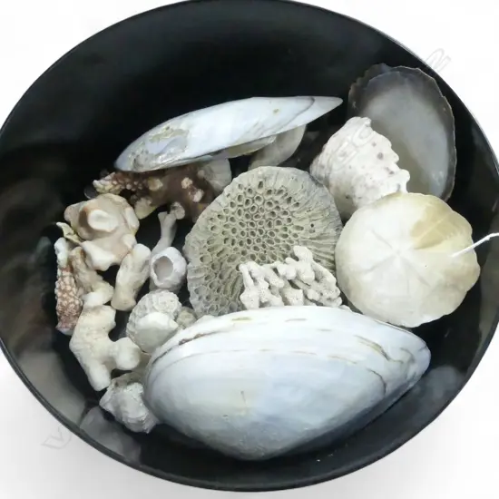 CORALS & SHELLS IN BLACK PLASTIC BOWL 280mm dia