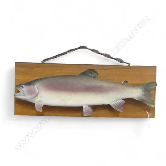 MOUNTED TAXIDERMY SALMON L600mm