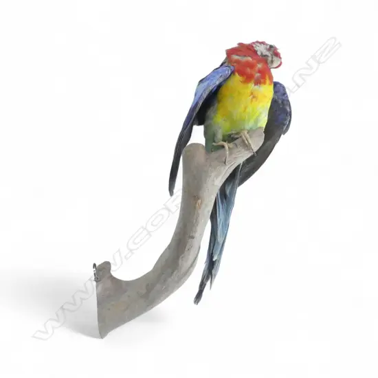TAXIDERMY PARROT ON BRANCH H.350mm
