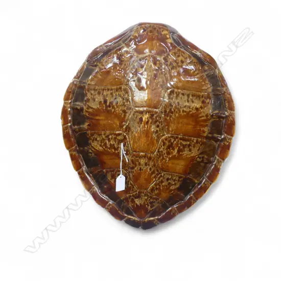 TURTLE SHELL H470mm