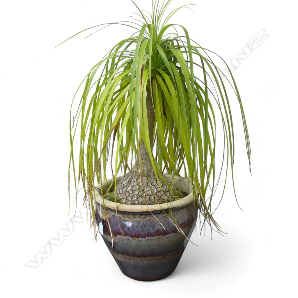 GLAZED PLANT POT w. PONYTAIL PALM H.950mm Image 1++