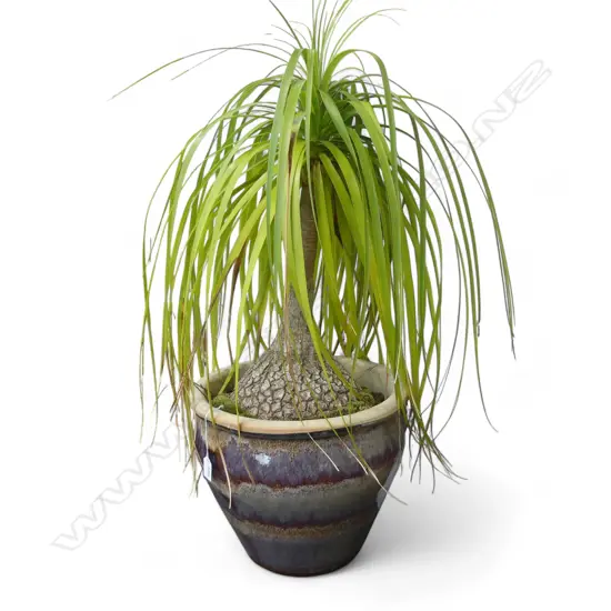 GLAZED PLANT POT w. PONYTAIL PALM H.950mm