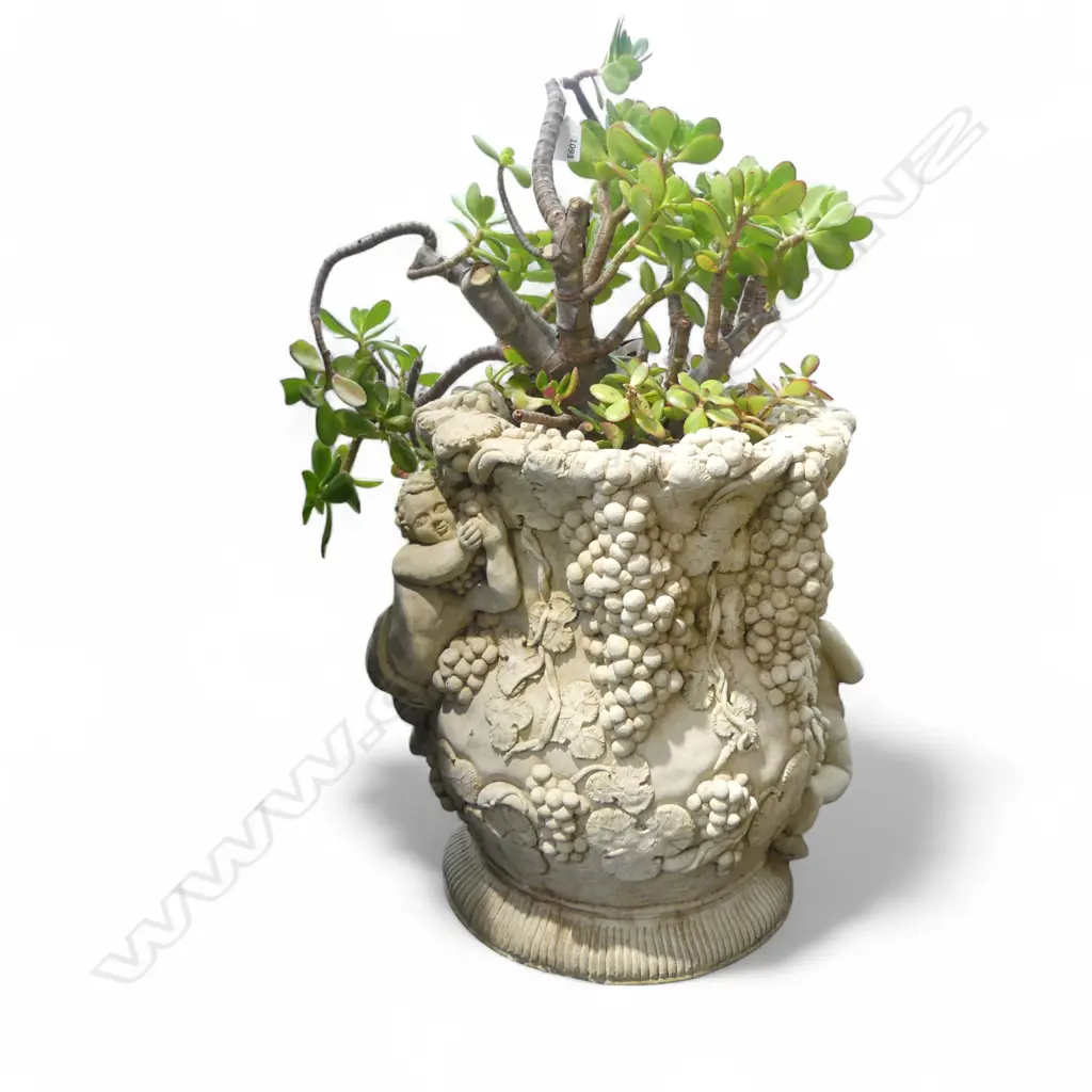 CONCRETE GARDEN POT H.480mm w. JADE 'MONEY' TREE Image 1++
