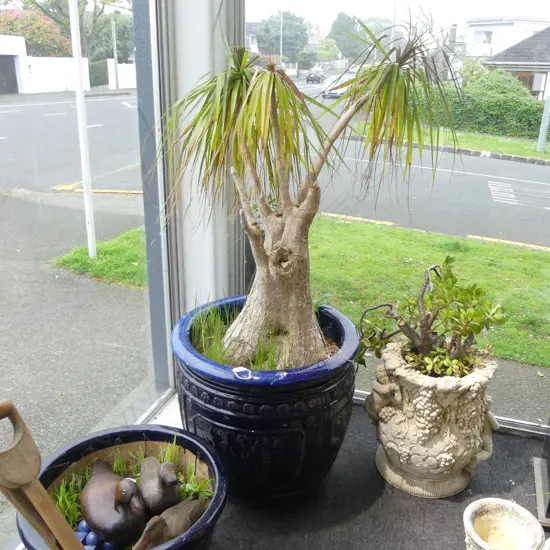 LG BLUE GLAZED GARDEN POT H.580mm w. YUKKA (H.1600mm overall)