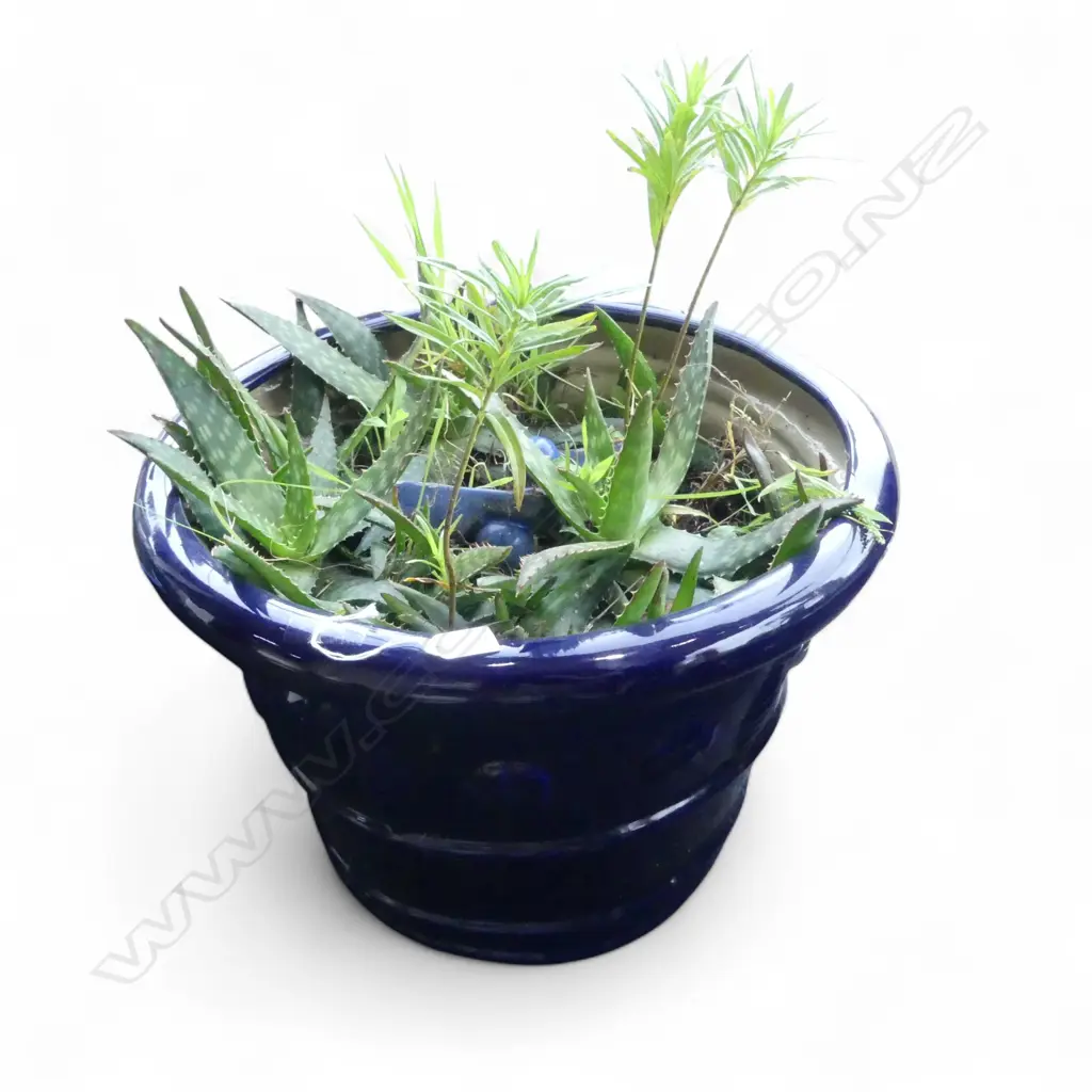 BLUE GLAZED PLANTER POT w. SUCCULENTS H.375mm Image 1++