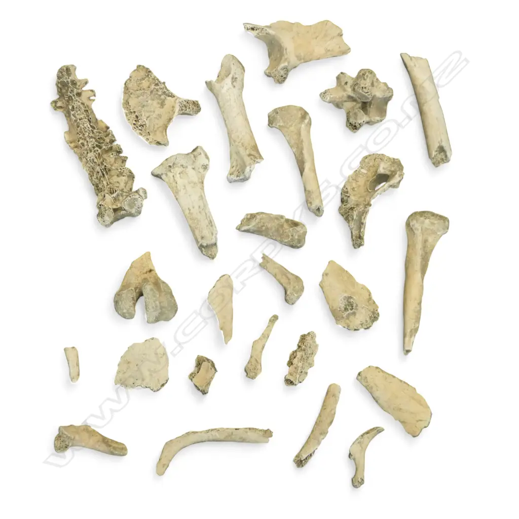MOA BONES Image 1++