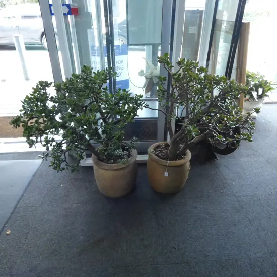 PR JADE / MONEY TREES H.1000mm 1 POT w. CRACKS