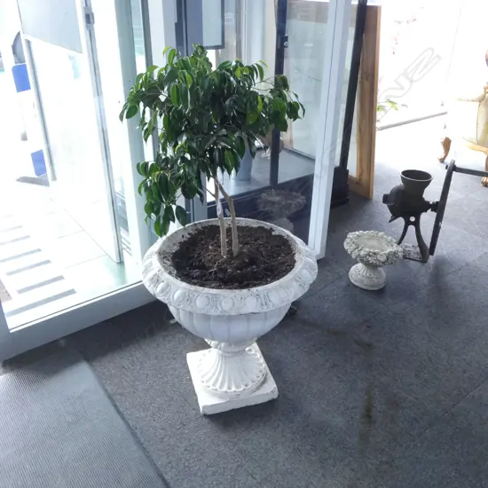 FICUS IN LG WHITE PAINTED CAST IRON URN H.1100mm