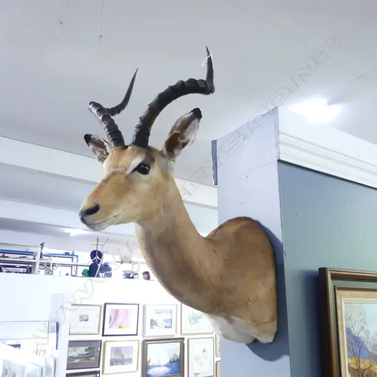 TAXIDERMY ANTELOPE HEAD H.900mm