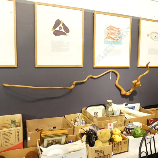 POHUTUKAWA ROOT DRIED & POLISHED WALL SCULPTURE L.1900mm. Gallery purchased