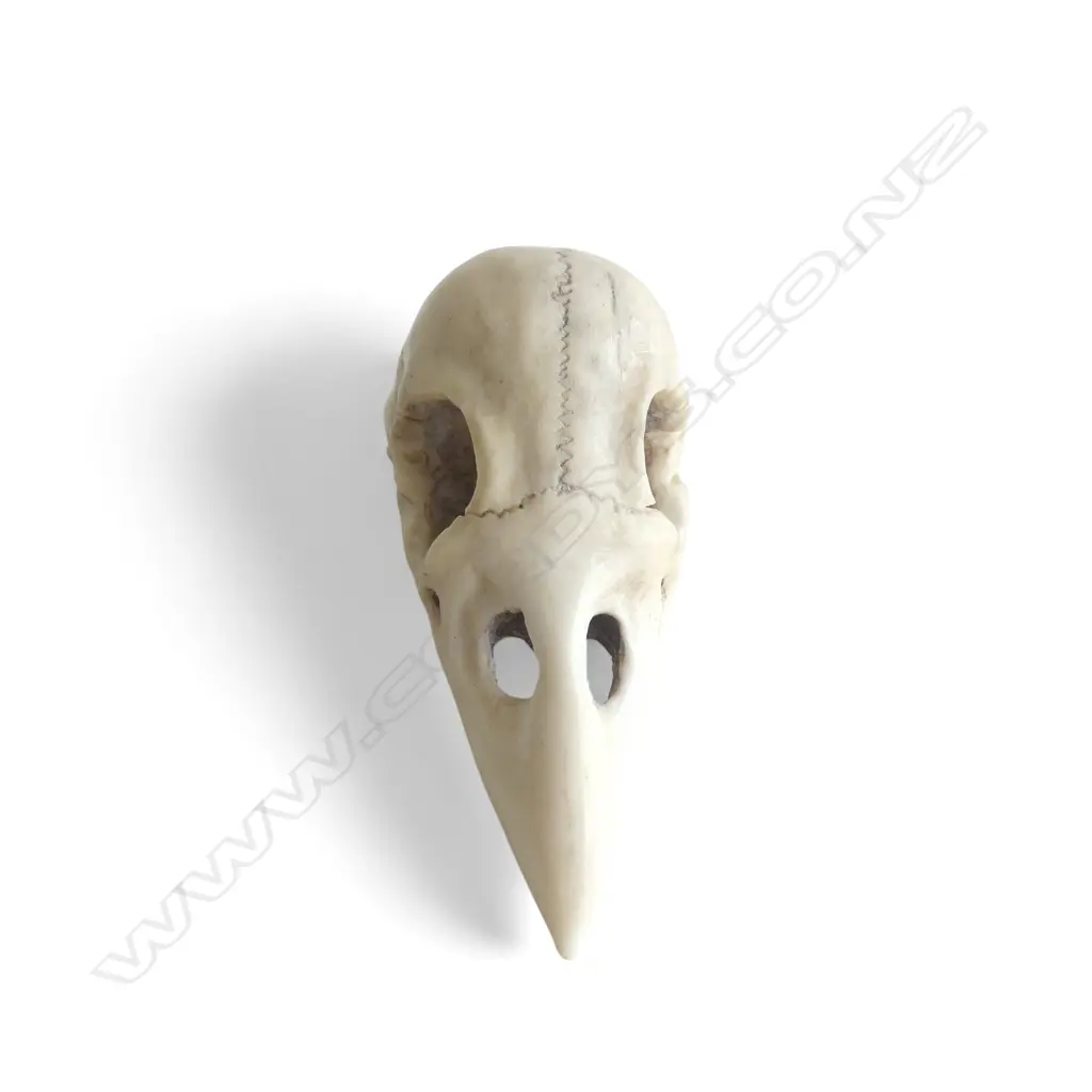 IVORY OKIMONO, RAVEN SKULL, SIGNED  Image 1++