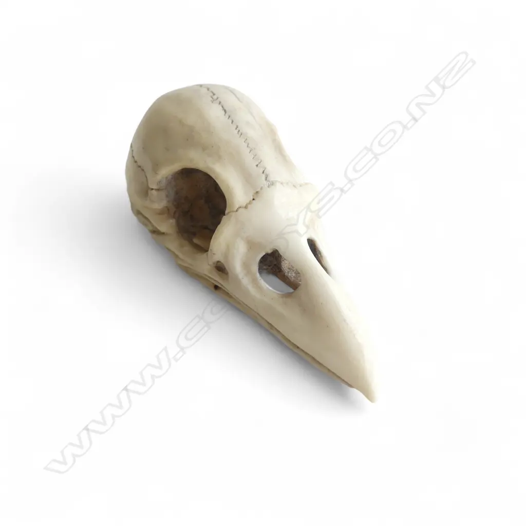 IVORY OKIMONO, RAVEN SKULL, SIGNED  Image 1++