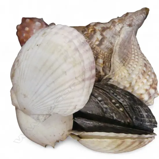 ASST SEA SHELLS