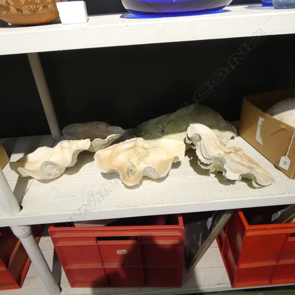 FIVE CLAM SHELLS Image 1++