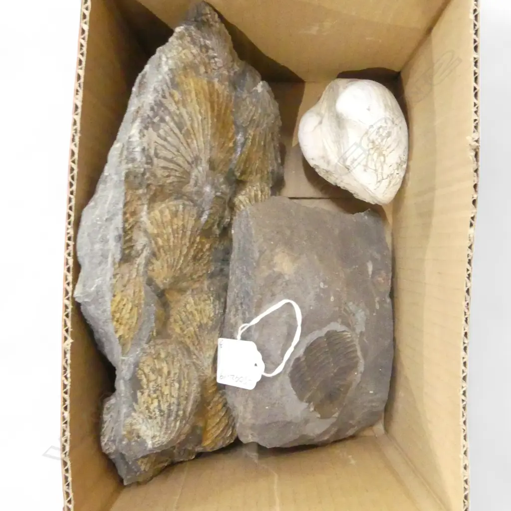 THREE ASST. FOSSILS Image 1++