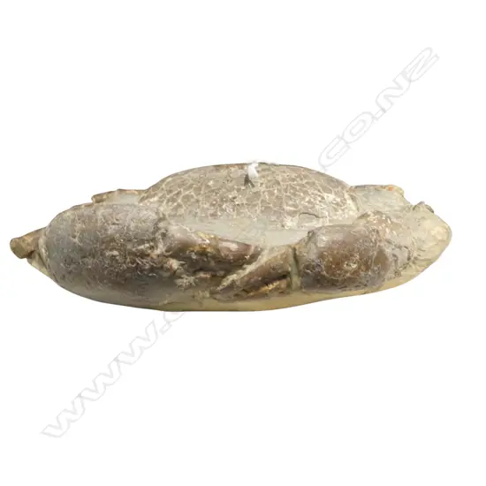 CRAB FOSSIL W.230mm