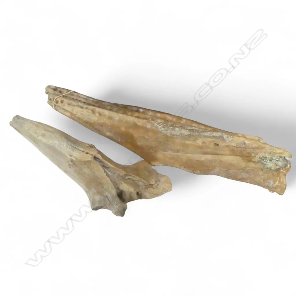 TWO FOSSILIZED MARINE FOSSILS L655mm Image 1++