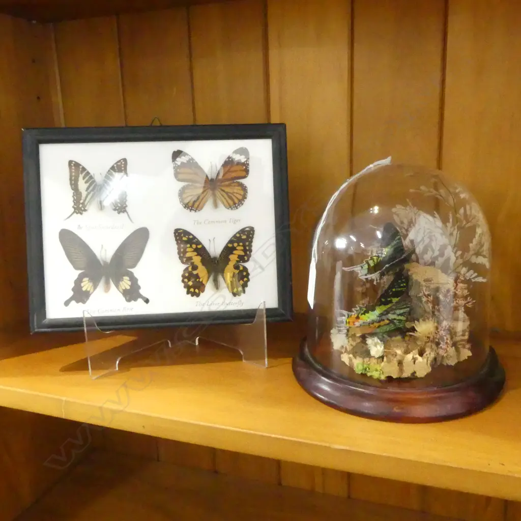 BUTTERFLIES IN DOME H.170mm + FRAMED 145x195mm Image 1++