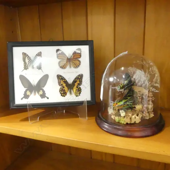 BUTTERFLIES IN DOME H.170mm + FRAMED 145x195mm