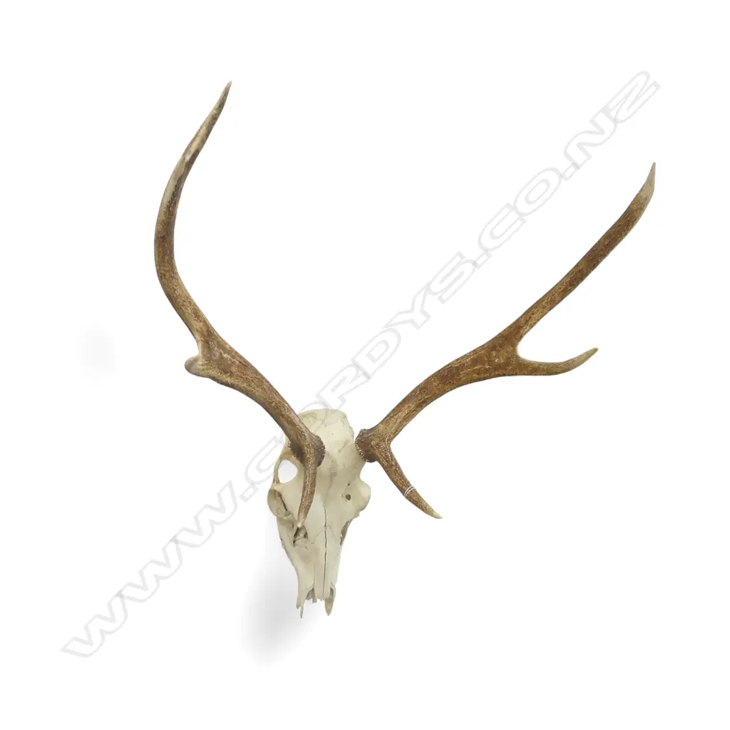 DEER SKULL w. 7 POINT ANTLERS H.820mm Image 1++