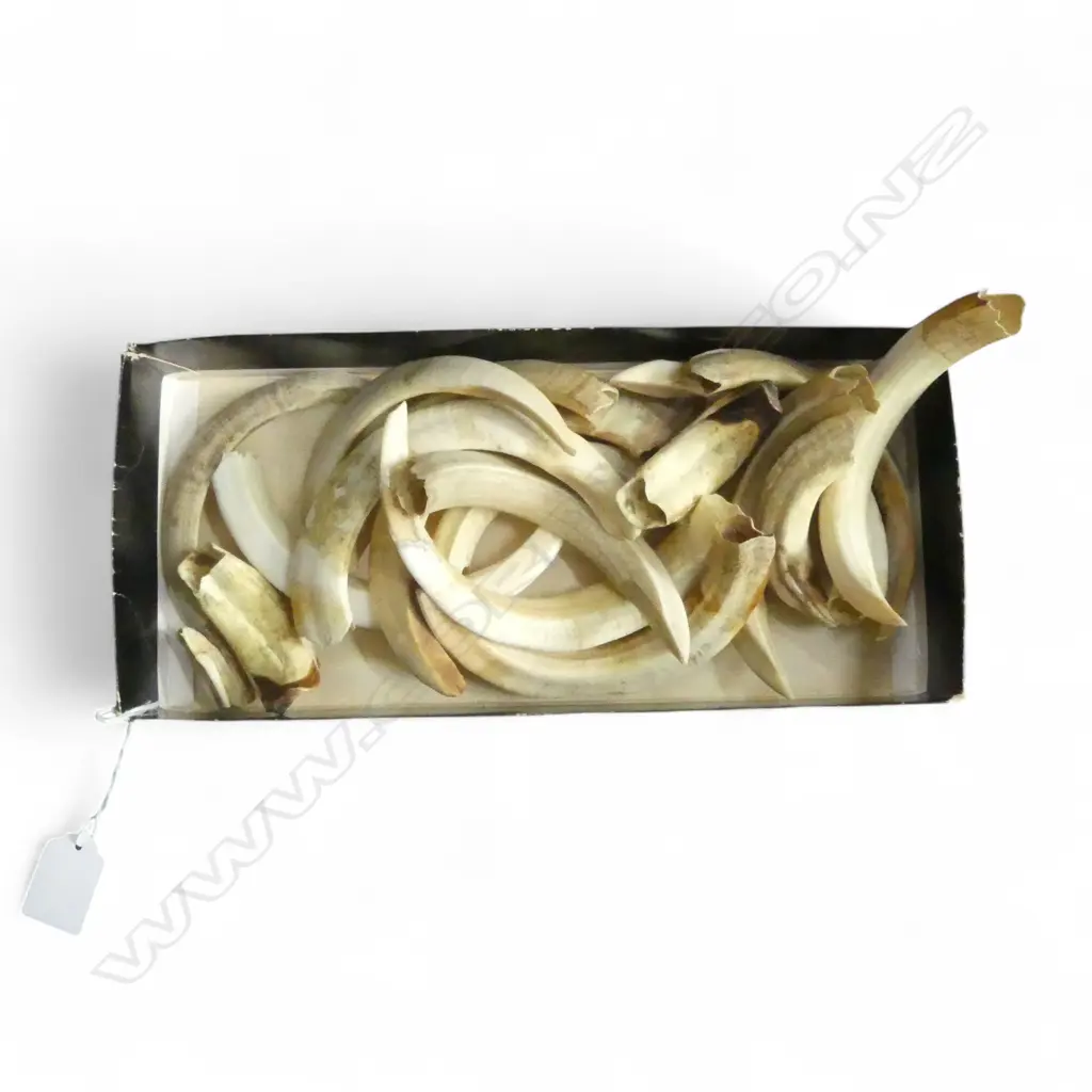 TUSKS Image 1++