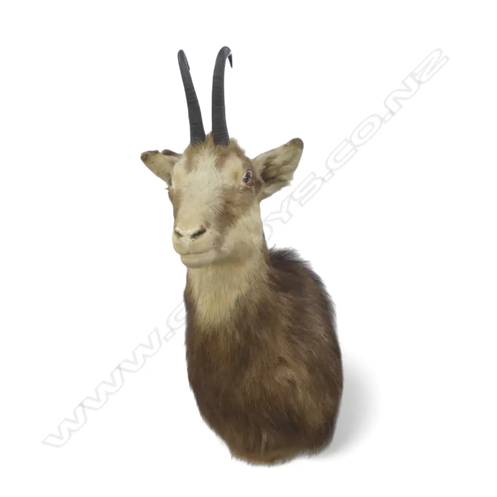 CHAMOIS TAXIDERMY BUST H.600mm APPROX. Image 1++
