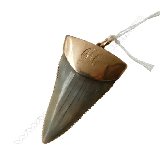 9CT rose GOLD mounted MEGALODON TOOTH PENDANT 50x35mm, 13.8gms