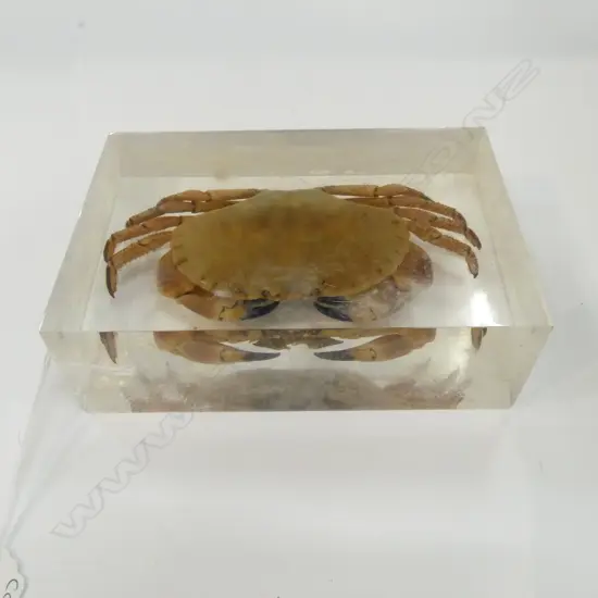 CRAB SPECIMEN W.160mm