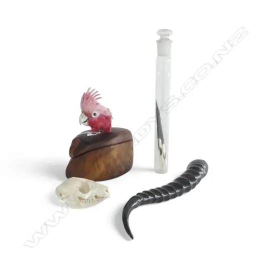 4 PCES; HORN, 5 QUILLS IN GLASS BOTTLE H.270mm, SKULL, WOODEN CONTAINER w. BIRD HEAD