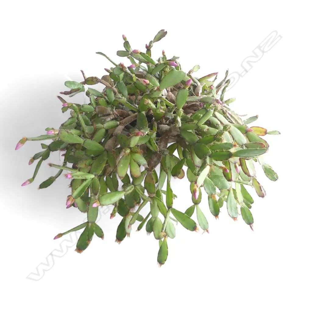 CHRISTMAS CACTUS FLOWERING POTTED PLANT Image 1++