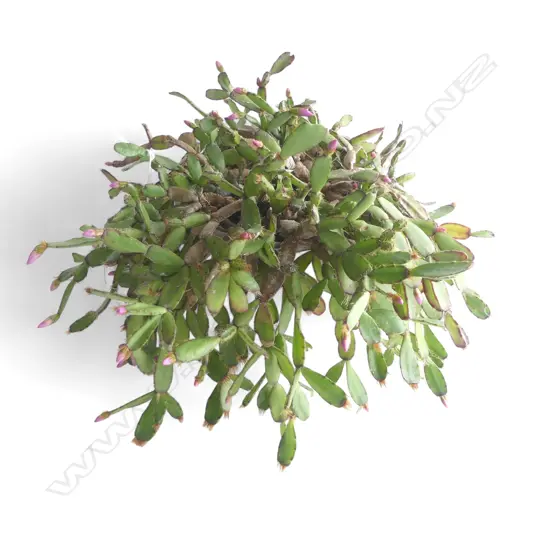 CHRISTMAS CACTUS FLOWERING POTTED PLANT