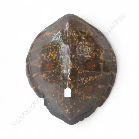 TURTLE SHELL 450x415mm