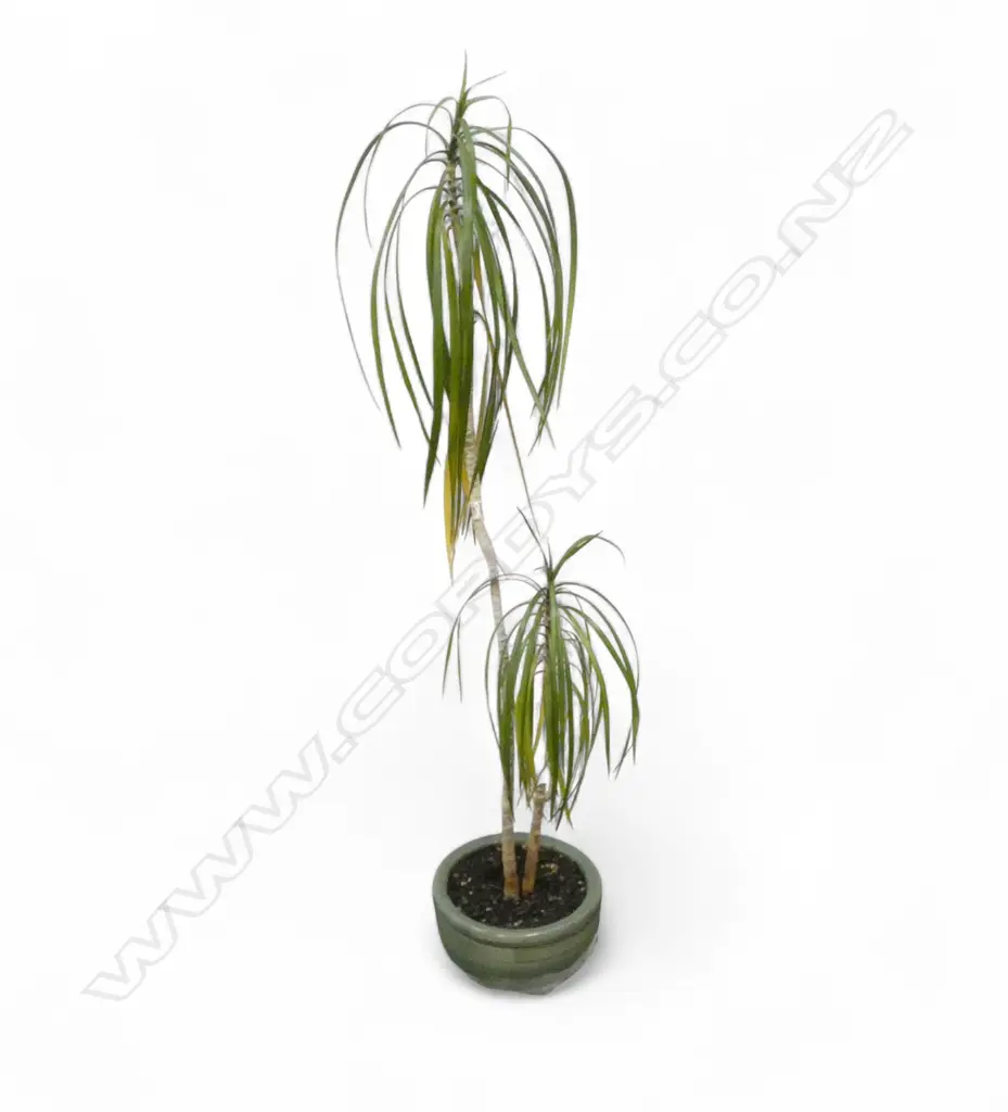 PONY TAIL POTTED PLANT H.1160mm Image 1++