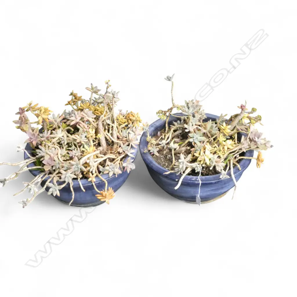 2 BLUE GARDEN PLANTERS planted with various succulents Dia.380mm Image 1++