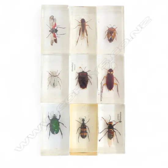 COLLECTION OF 9 PRESERVED INSECTS