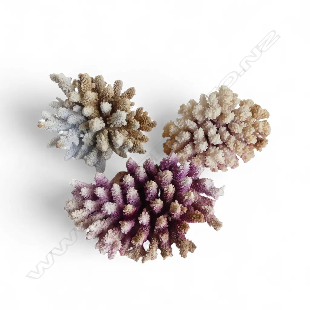3 PCES CORAL W.160mm Image 1++