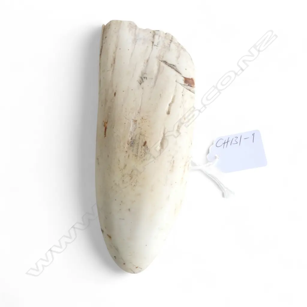 WHALES TOOTH semi polished minor cuts. L.160mm Image 1++