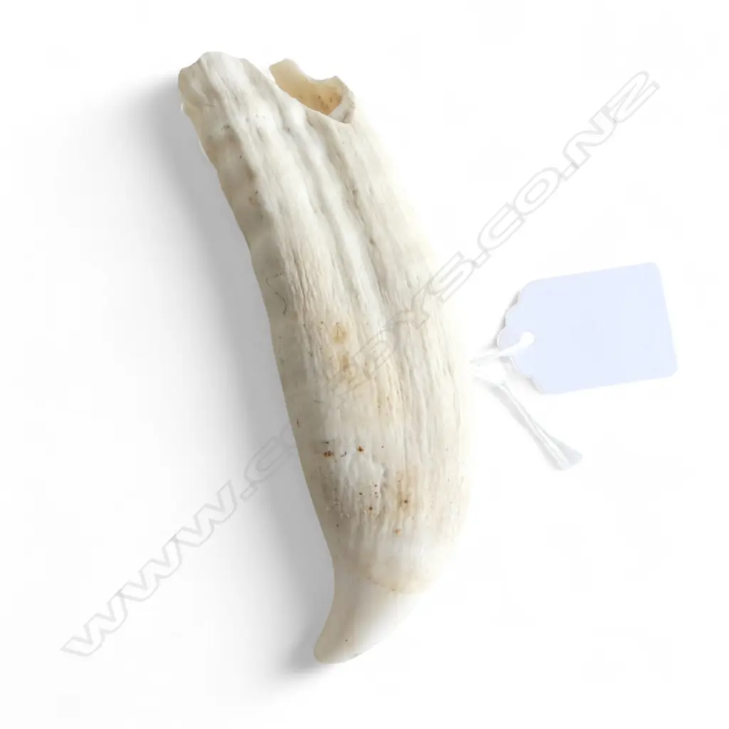 WHALES TOOTH natural polished tip small loss at base. L.120mm Image 1++
