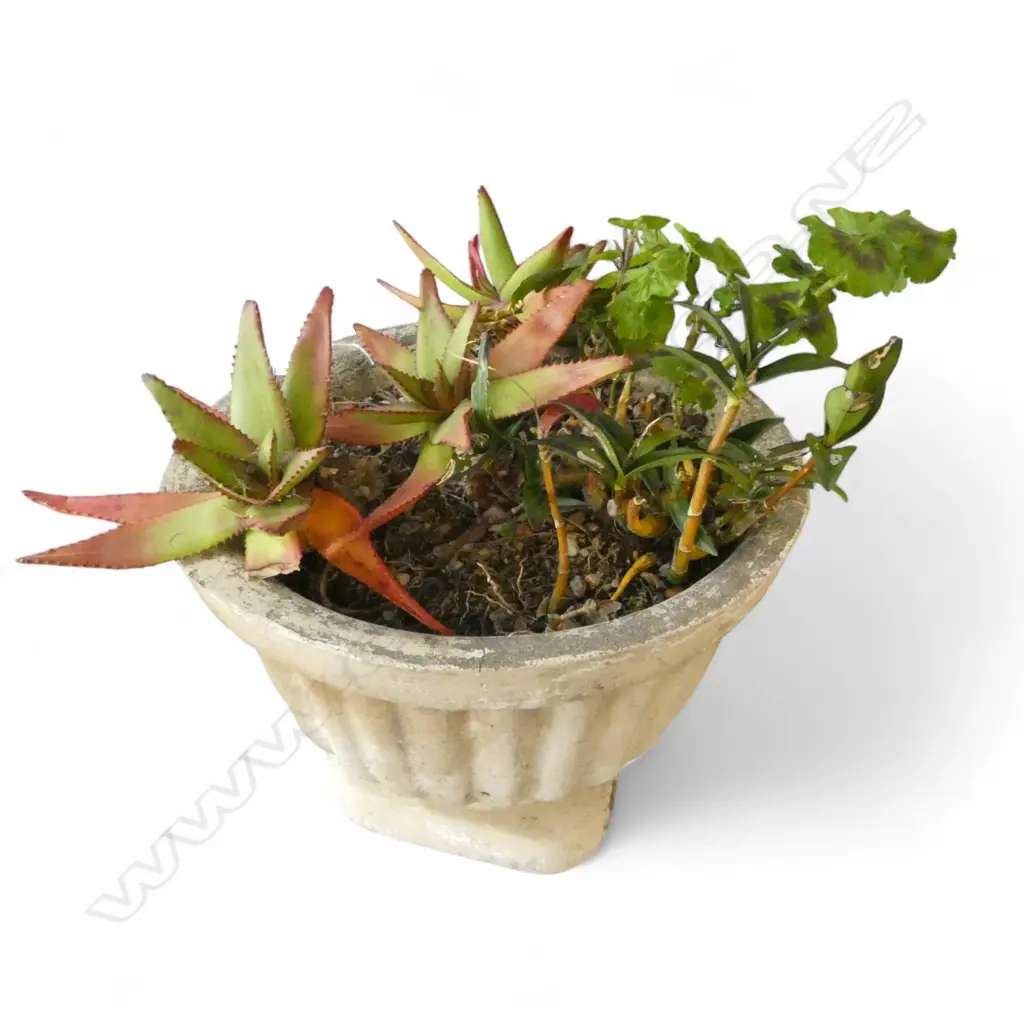 2 LARGE PLANTED CONCRETE GARDEN URNS H.335mm Image 1++