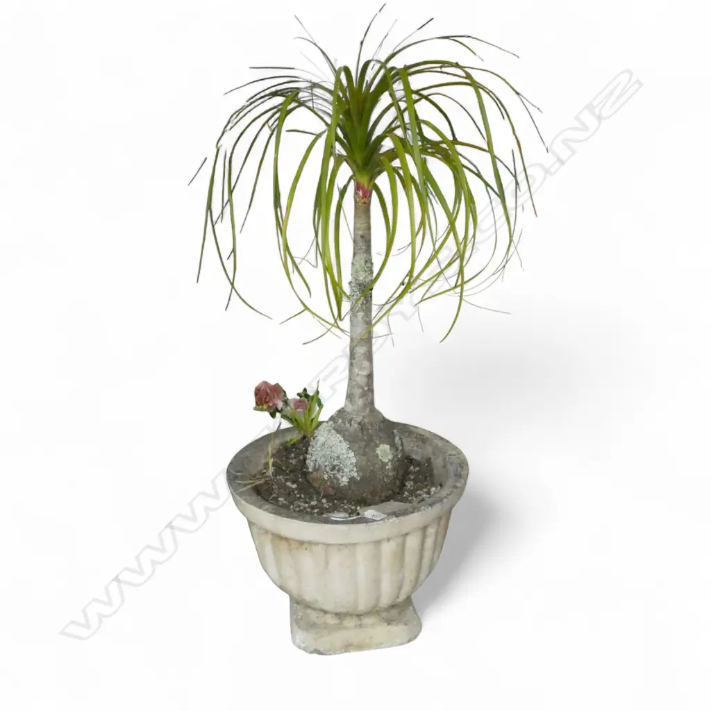 2 LARGE PLANTED CONCRETE GARDEN URNS H.335mm Image 1++