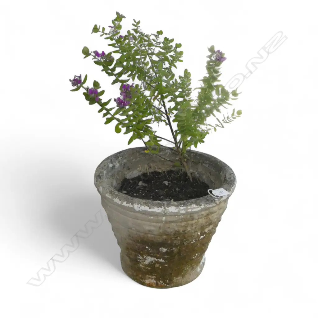 2 PLANTED CONCRETE GARDEN POTS H.260mm Image 1++