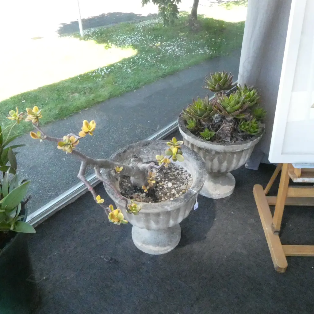 2 PLANTED CONCRETE GARDEN URNS; Jade money tree & succulent H.460mm Image 1++