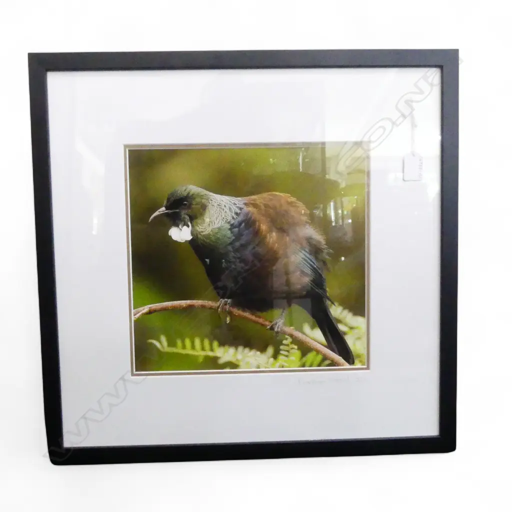 BARBARA STAAL 'NZ TUI' COLOUR PHOTOGRAPH ED. 2/15  275 X 290 MM Image 1++