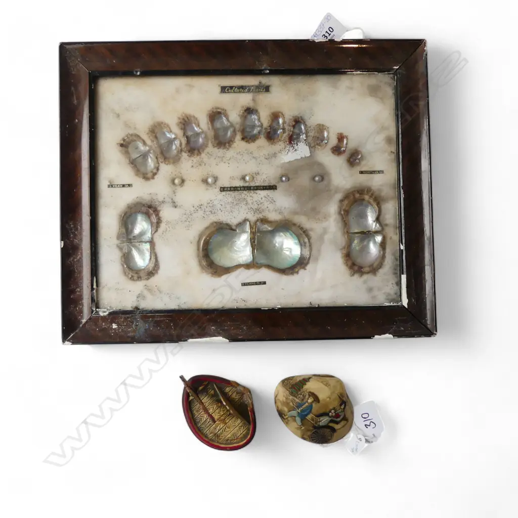 FRAMED CULTURED PEARL DISPLAY 215x280mm + 2 SHELL ORNAMENTS Image 1++